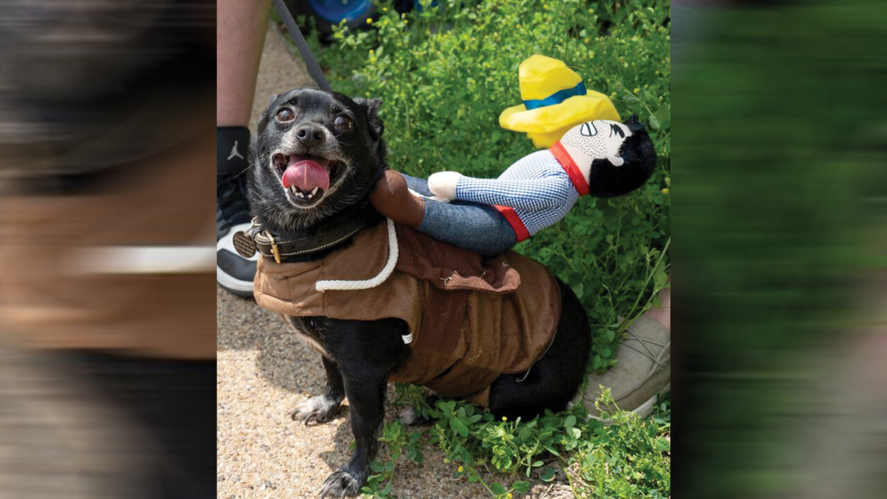 ChihuahuaBeautyContest_1920x1080