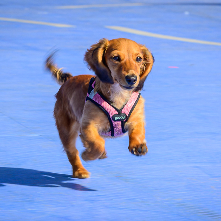 Weiner-dog-races-square-850×850