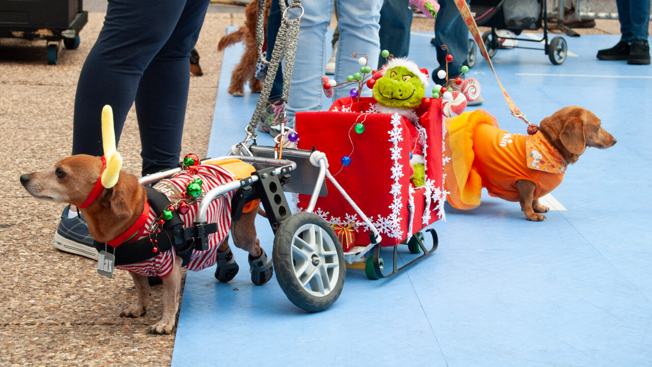 oktoberfest-pup-parade-featured-1920×1080