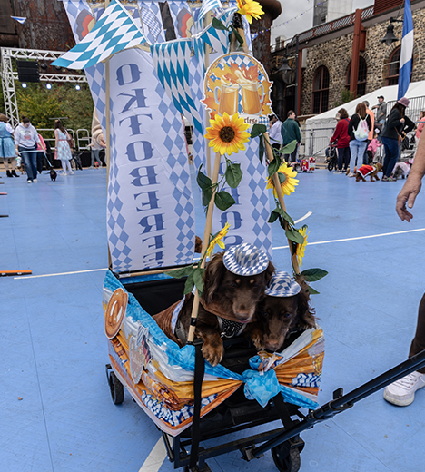 oktoberfest-pup-parade-square-468×520