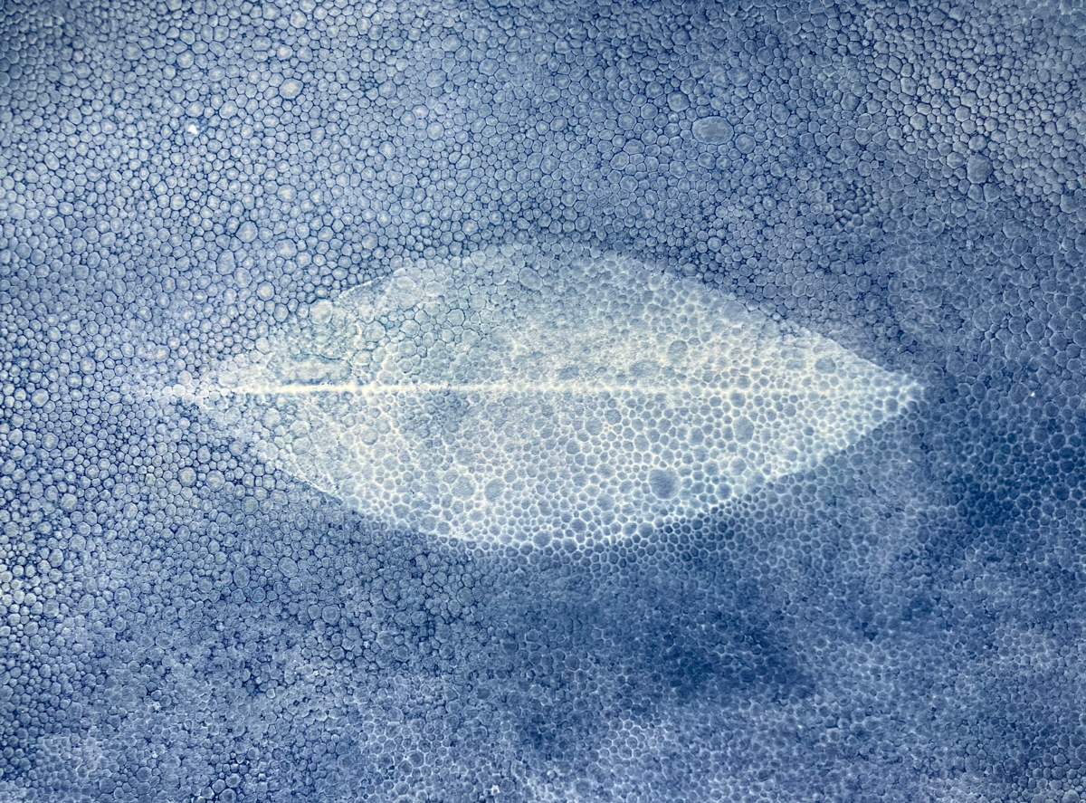Cyanotype with Leaf and Soap, Organic Matters series, 2026  - Rebekah Burgess