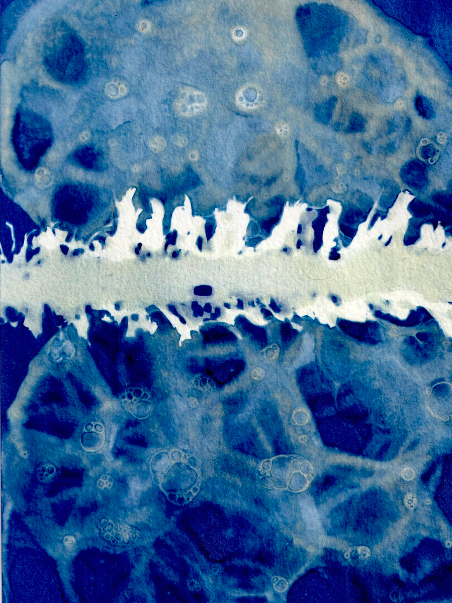 Cyanotype with Seaweed and Sea Foam, Organic Matters series, 2026 - Rebekah Burgess