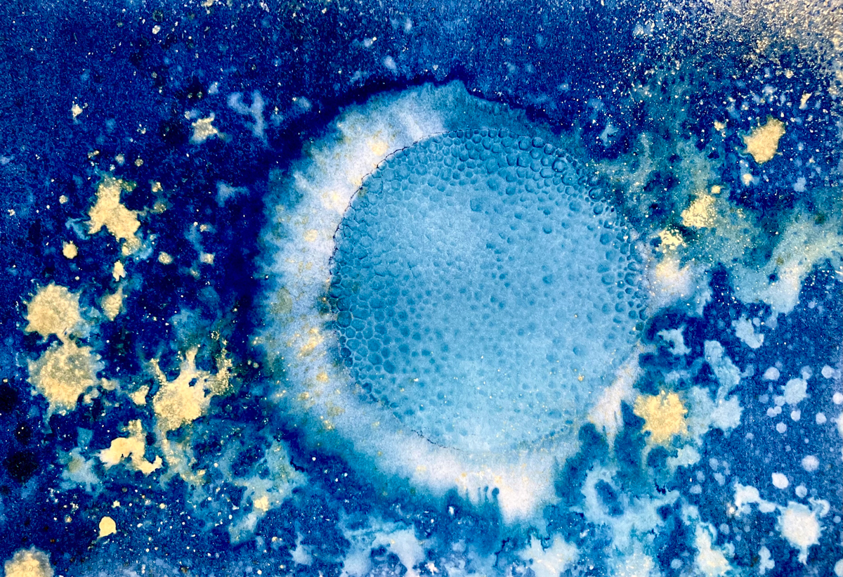 Cyanotype with Soap and Turmeric, Organic Matters series, 2026  - Rebekah Burgess